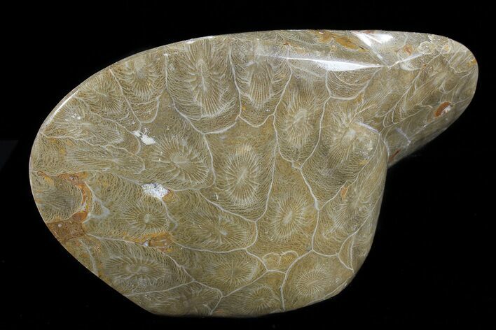 Free-Standing Polished Fossil Coral (Actinocyathus) Display #69361